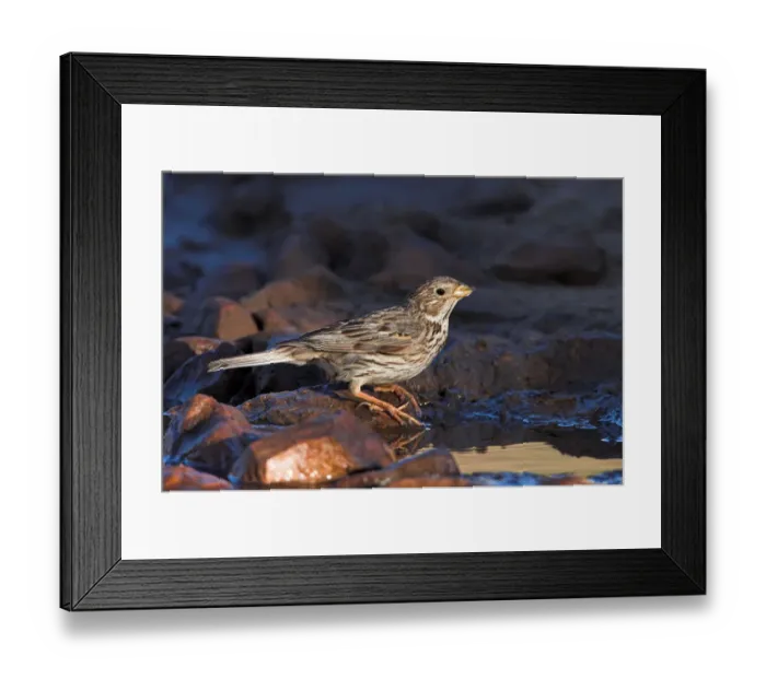 Framed Print : Corn Bunting (Emberiza calandra), Bulgaria Framed Print : Corn Bunting (Emberiza calandra), Bulgaria