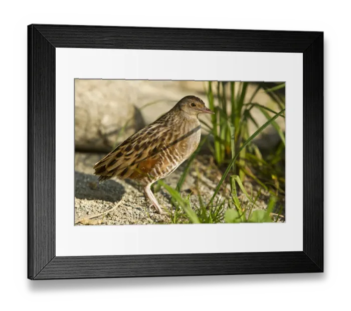Framed Print : Corn Crake (Crex crex) Framed Print : Corn Crake (Crex crex)