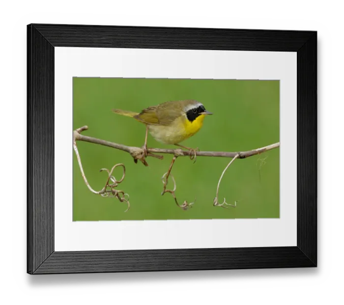 Framed Print : Common Yellowthroat (Geothlypis trichas), Texas, USA Framed Print : Common Yellowthroat (Geothlypis trichas), Texas, USA
