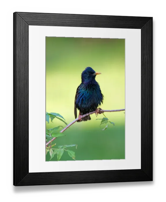 Framed Print : Common Starling (Sturnus vulgaris), Brandenburg, Germany Framed Print : Common Starling (Sturnus vulgaris), Brandenburg, Germany
