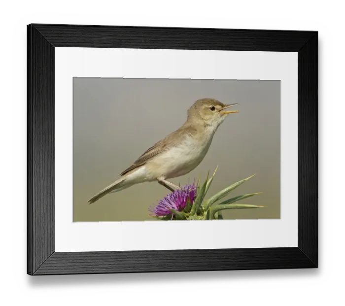 Framed Print : Eastern Olivaceous Warbler (Iduna pallida) singing, Lesvos, Greece