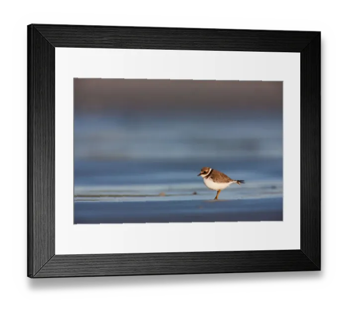 Framed Print : Common Ringed Plover (Charadrius hiaticula), Schleswig-Holstein, Germany Framed Print : Common Ringed Plover (Charadrius hiaticula), Schleswig-Holstein, Germany