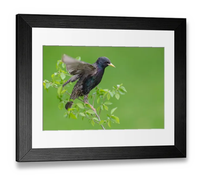 Framed Print : Common Starling (Sturnus vulgaris), Brandenburg, Germany Framed Print : Common Starling (Sturnus vulgaris), Brandenburg, Germany