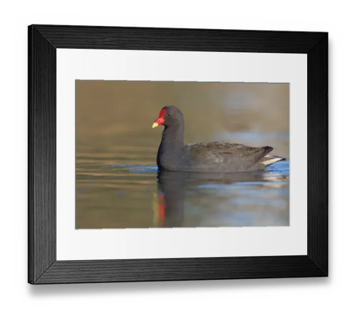 Framed Print : Dusky Moorhen (Gallinula tenebrosa), Australia