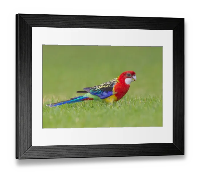 Framed Print : Eastern Rosella (Platycercus eximius), South Australia, Australia Framed Print : Eastern Rosella (Platycercus eximius), South Australia, Australia