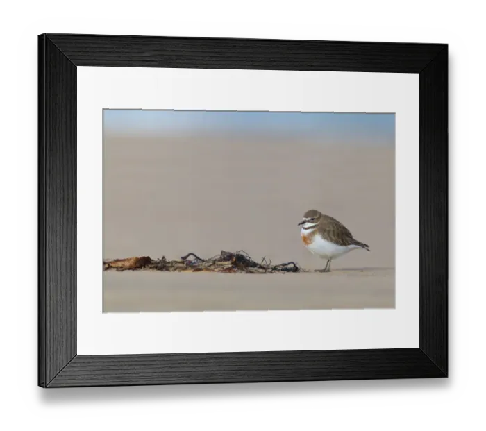 Framed Print : Double-banded Plover (Charadrius bicinctus), Victoria, Australia Framed Print : Double-banded Plover (Charadrius bicinctus), Victoria, Australia