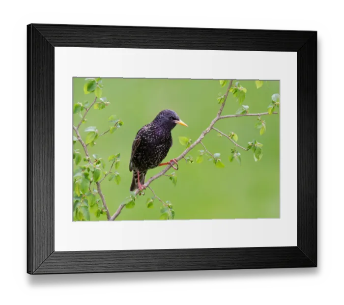 Framed Print : Common Starling (Sturnus vulgaris), Brandenburg, Germany Framed Print : Common Starling (Sturnus vulgaris), Brandenburg, Germany