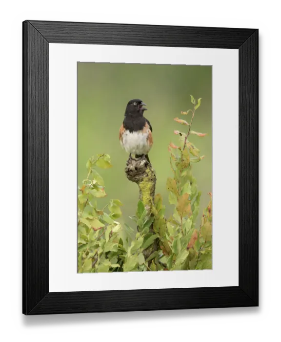 Framed Print : Eastern Towhee (Pipilo erythrophthalmus) male singing, Florida, USA Framed Print : Eastern Towhee (Pipilo erythrophthalmus) male singing, Florida, USA