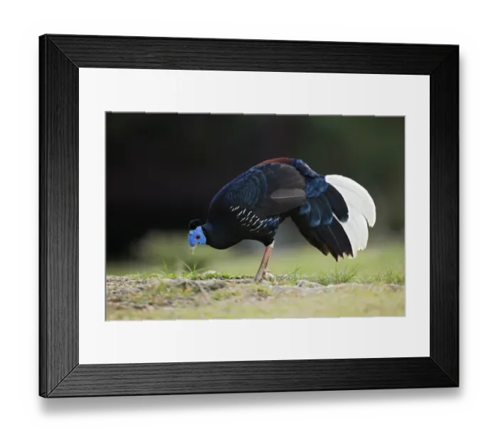 Framed Print : Crested Fireback (Lophura ignita rufa) male, Pahang, Malaysia Framed Print : Crested Fireback (Lophura ignita rufa) male, Pahang, Malaysia