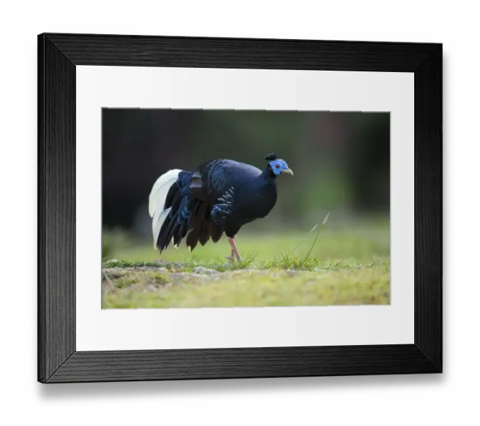 Framed Print : Crested Fireback (Lophura ignita rufa) male, Pahang, Malaysia Framed Print : Crested Fireback (Lophura ignita rufa) male, Pahang, Malaysia