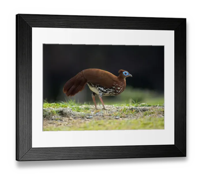 Framed Print : Crested Fireback (Lophura ignita rufa) female, Pahang, Malaysia Framed Print : Crested Fireback (Lophura ignita rufa) female, Pahang, Malaysia