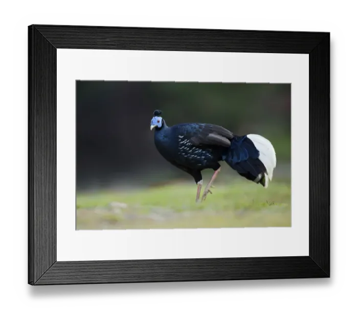 Framed Print : Crested Fireback (Lophura ignita rufa) male, Pahang, Malaysia Framed Print : Crested Fireback (Lophura ignita rufa) male, Pahang, Malaysia
