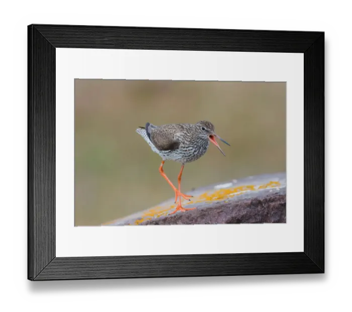 Framed Print : Common Redshank (Tringa totanus) calling, Oeland, Sweden Framed Print : Common Redshank (Tringa totanus) calling, Oeland, Sweden