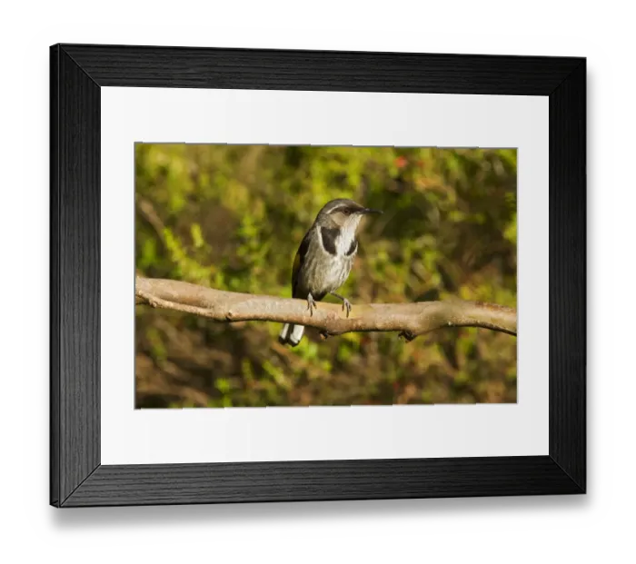 Framed Print : Crescent Honeyeater (Phylidonyris pyrrhopterus), Tasmania, Australia Framed Print : Crescent Honeyeater (Phylidonyris pyrrhopterus), Tasmania, Australia