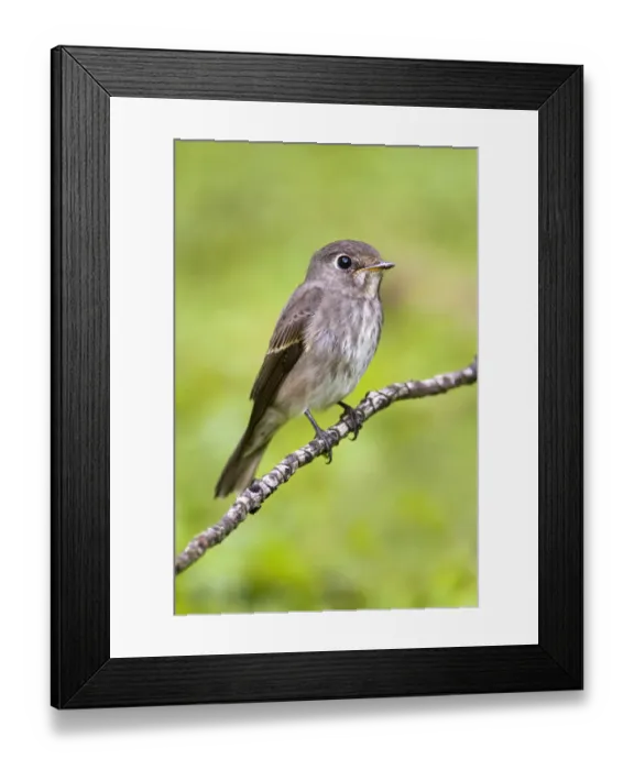 Framed Print : Dark-sided Flycatcher (Muscicapa sibirica), Singapore Framed Print : Dark-sided Flycatcher (Muscicapa sibirica), Singapore