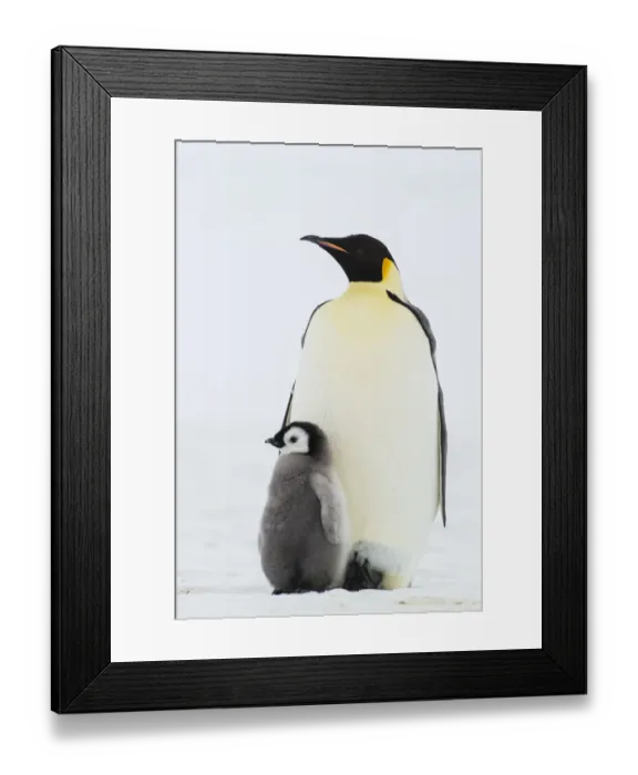Framed Print : Emperor Penguin (Aptenodytes forsteri) with juvenile, Queen Maud Land, Antarctica Framed Print : Emperor Penguin (Aptenodytes forsteri) with juvenile, Queen Maud Land, Antarctica