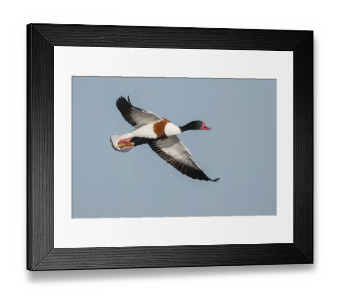 Framed Print : Common Shelduck (Tadorna tadorna) male flying, Texel, The Netherlands Framed Print : Common Shelduck (Tadorna tadorna) male flying, Texel, The Netherlands