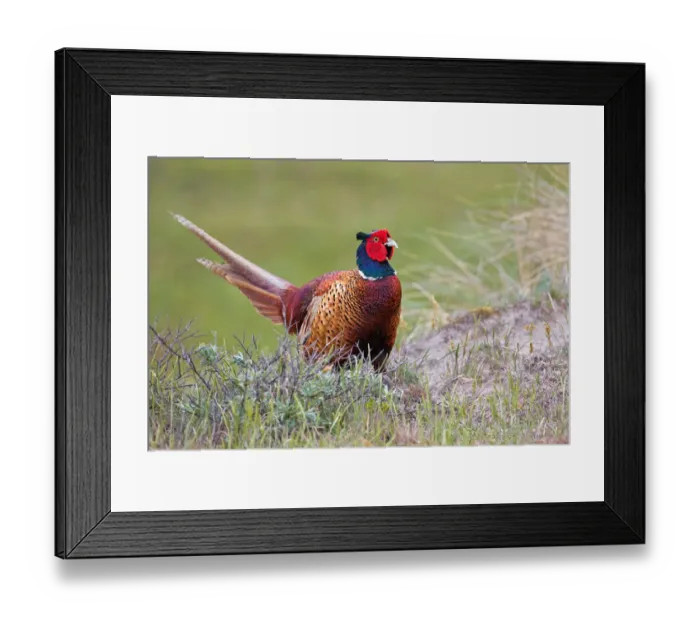 Framed Print : Common Pheasant (Phasianus colchicus) male, Texel, The Netherlands Framed Print : Common Pheasant (Phasianus colchicus) male, Texel, The Netherlands