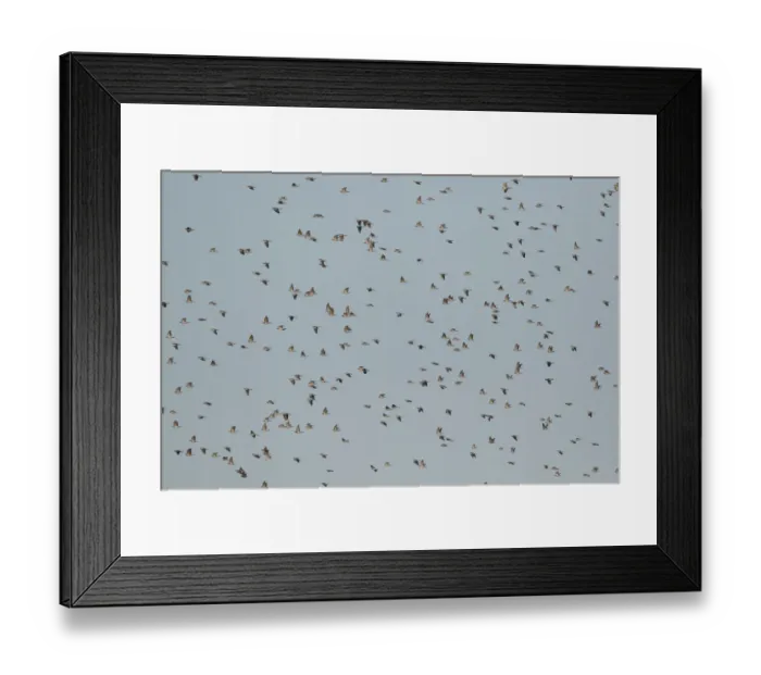 Framed Print : Common Wood Pigeon (Columba palumbus) flying, North Rhine-Westphalia, Germany Framed Print : Common Wood Pigeon (Columba palumbus) flying, North Rhine-Westphalia, Germany