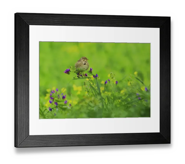 Framed Print : Corn Bunting (Emberiza calandra), Andalusia, Spain Framed Print : Corn Bunting (Emberiza calandra), Andalusia, Spain