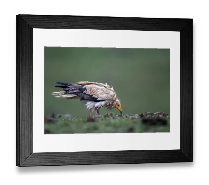 Framed Print : Egyptian Vulture (Neophron percnopterus), Castile-La Mancha, Spain Framed Print : Egyptian Vulture (Neophron percnopterus), Castile-La Mancha, Spain