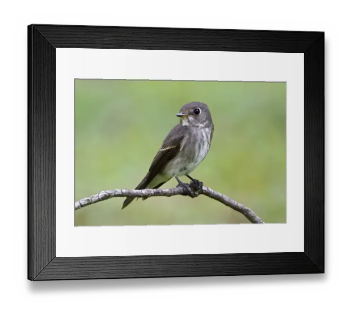 Framed Print : Dark-sided Flycatcher (Muscicapa sibirica), Singapore Framed Print : Dark-sided Flycatcher (Muscicapa sibirica), Singapore