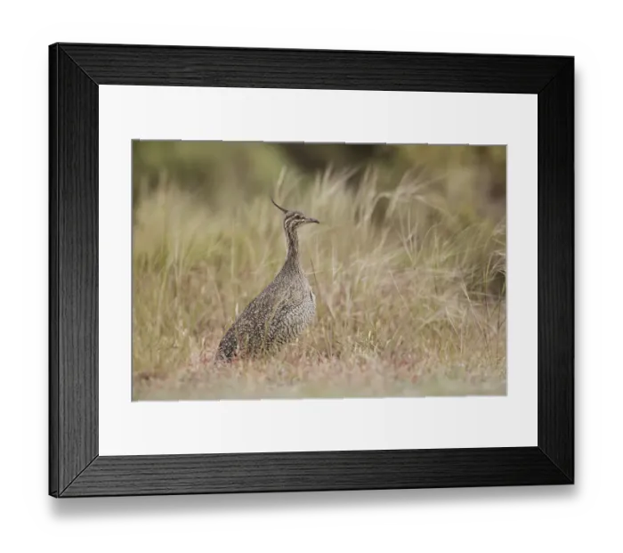 Framed Print : Elegant Crested Tinamou (Eudromia elegans), Chubut, Argentina Framed Print : Elegant Crested Tinamou (Eudromia elegans), Chubut, Argentina