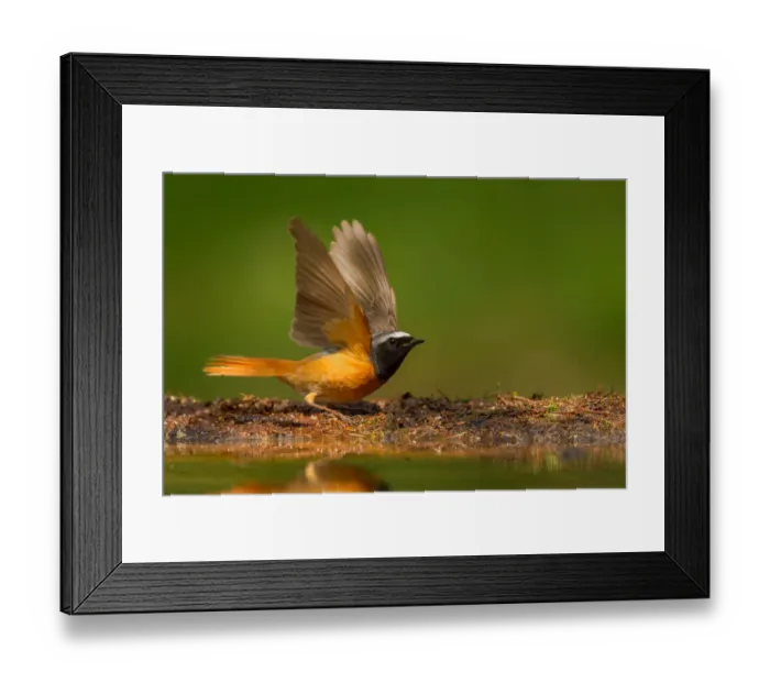 Framed Print : Common Redstart (Phoenicurus phoenicurus) male, Utrecht, The Netherlands Framed Print : Common Redstart (Phoenicurus phoenicurus) male, Utrecht, The Netherlands