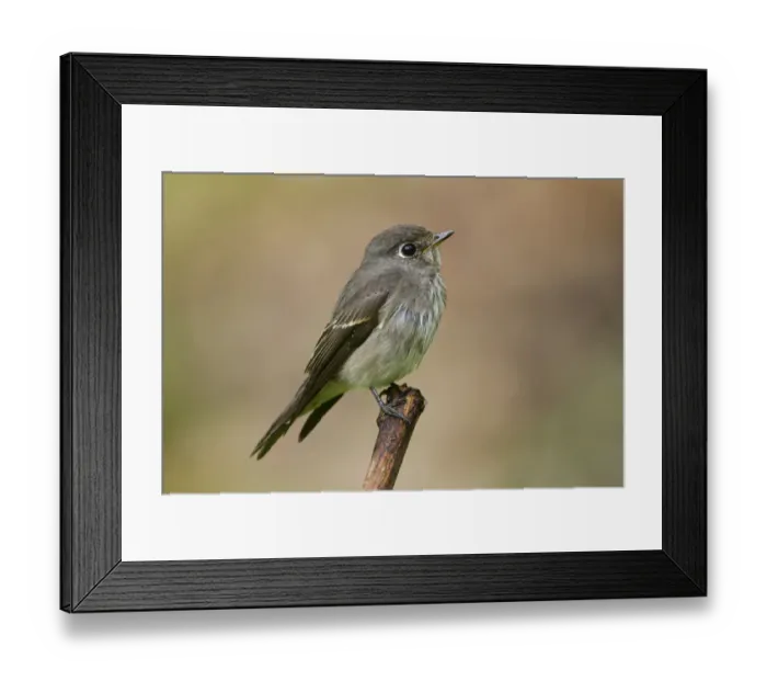 Framed Print : Dark-sided Flycatcher (Muscicapa sibirica), Singapore Framed Print : Dark-sided Flycatcher (Muscicapa sibirica), Singapore