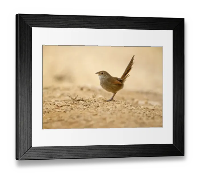 Framed Print : Eastern Bristlebird (Dasyornis brachypterus), New South Wales, Australia Framed Print : Eastern Bristlebird (Dasyornis brachypterus), New South Wales, Australia