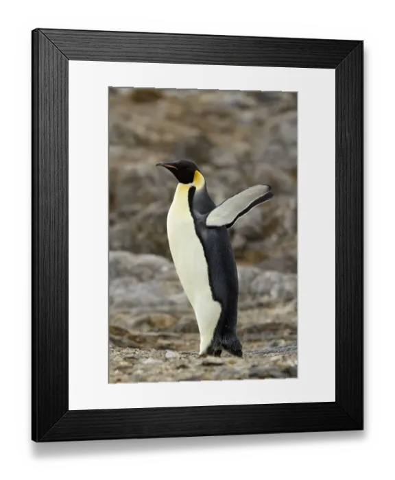 Framed Print : Emperor Penguin (Aptenodytes forsteri), Ross Sea Antarctica Framed Print : Emperor Penguin (Aptenodytes forsteri), Ross Sea Antarctica