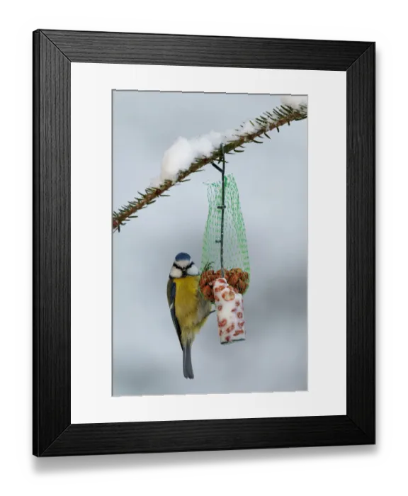 Framed Print : Eurasian Blue Tit (Cyanistes caeruleus), Mecklenburg-Western Pomerania, Germany Framed Print : Eurasian Blue Tit (Cyanistes caeruleus), Mecklenburg-Western Pomerania, Germany