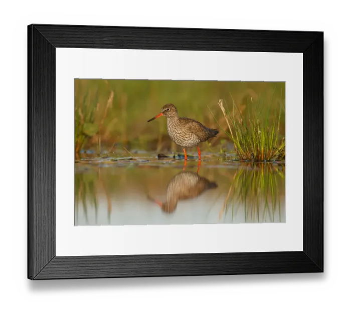 Framed Print : Common Redshank (Tringa totanus), Almere, The Netherlands Framed Print : Common Redshank (Tringa totanus), Almere, The Netherlands
