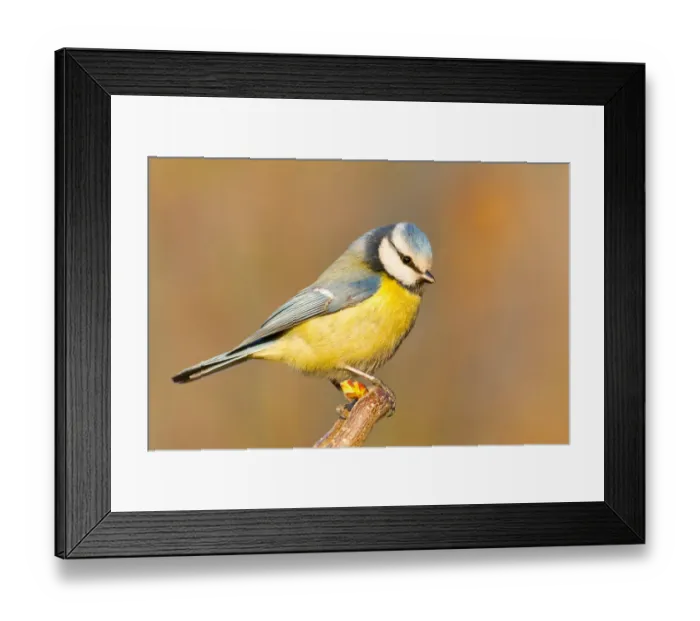 Framed Print : Eurasian Blue Tit (Cyanistes caeruleus), Baden-Wuerttemberg, Germany Framed Print : Eurasian Blue Tit (Cyanistes caeruleus), Baden-Wuerttemberg, Germany