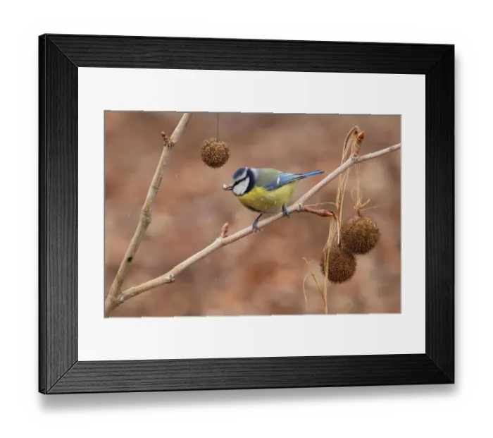 Framed Print : Eurasian Blue Tit (Cyanistes caeruleus), Baden-Wuerttemberg, Germany Framed Print : Eurasian Blue Tit (Cyanistes caeruleus), Baden-Wuerttemberg, Germany