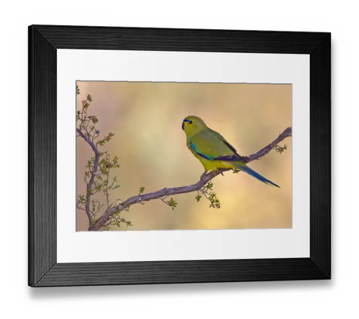 Framed Print : Elegant Parrot (Neophema elegans), Perth, Australia Framed Print : Elegant Parrot (Neophema elegans), Perth, Australia