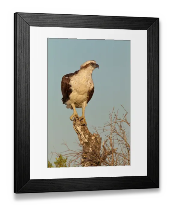 Framed Print : Eastern Osprey (Pandion cristatus), Western Australia, Australia