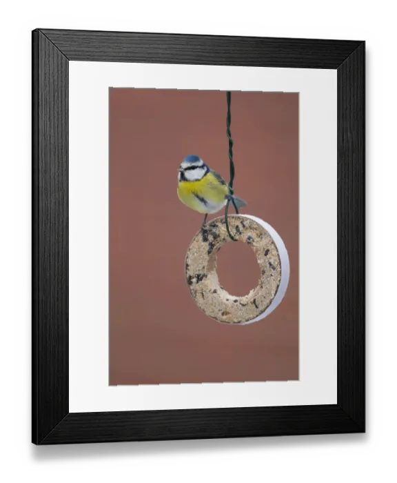 Framed Print : Eurasian Blue Tit (Cyanistes caeruleus), Lower Saxony, Germany Framed Print : Eurasian Blue Tit (Cyanistes caeruleus), Lower Saxony, Germany