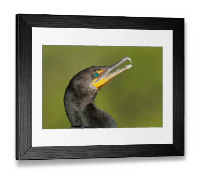 Framed Print : Double-crested Cormorant (Phalacrocorax auritus), Florida, USA Framed Print : Double-crested Cormorant (Phalacrocorax auritus), Florida, USA