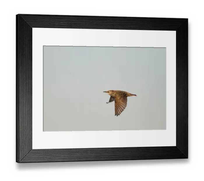 Framed Print : Common Starling (Sturnus vulgaris) flying, Schleswig-Holstein, Germany Framed Print : Common Starling (Sturnus vulgaris) flying, Schleswig-Holstein, Germany