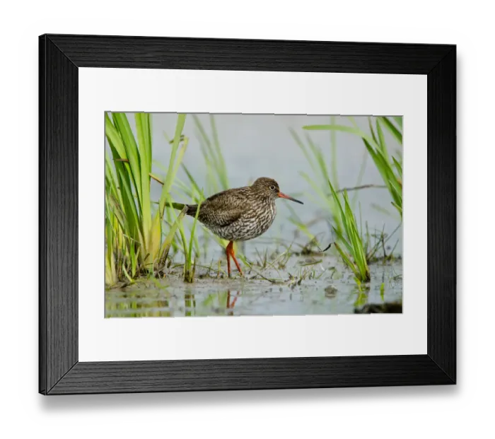 Framed Print : Common Redshank (Tringa totanus), Schleswig-Holstein, Germany Framed Print : Common Redshank (Tringa totanus), Schleswig-Holstein, Germany