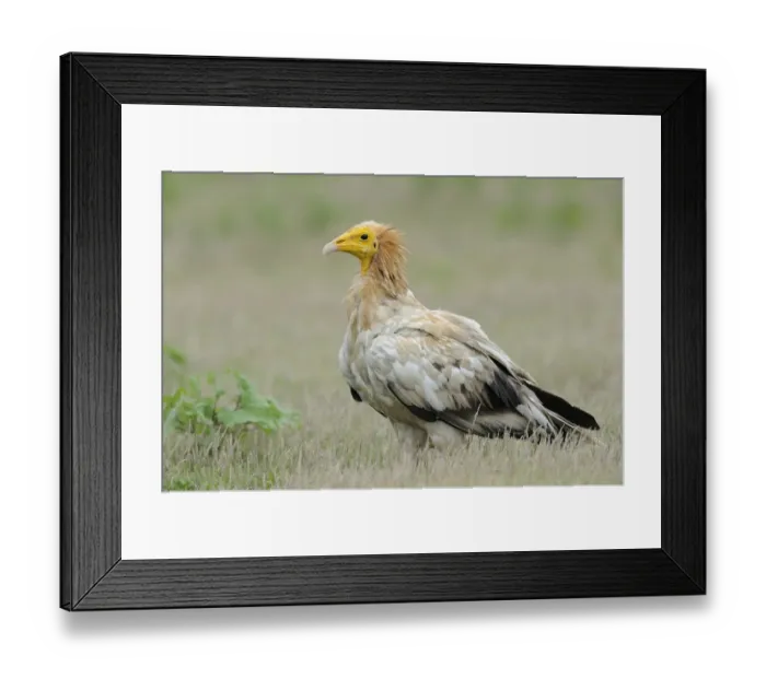 Framed Print : Egyptian Vulture (Neophron percnopterus), India Framed Print : Egyptian Vulture (Neophron percnopterus), India