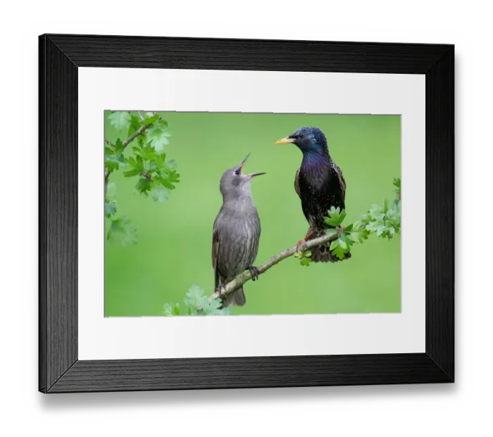Framed Print : Common Starling (Sturnus vulgaris) juvenile begging for food, Brandenburg, Germany Framed Print : Common Starling (Sturnus vulgaris) juvenile begging for food, Brandenburg, Germany