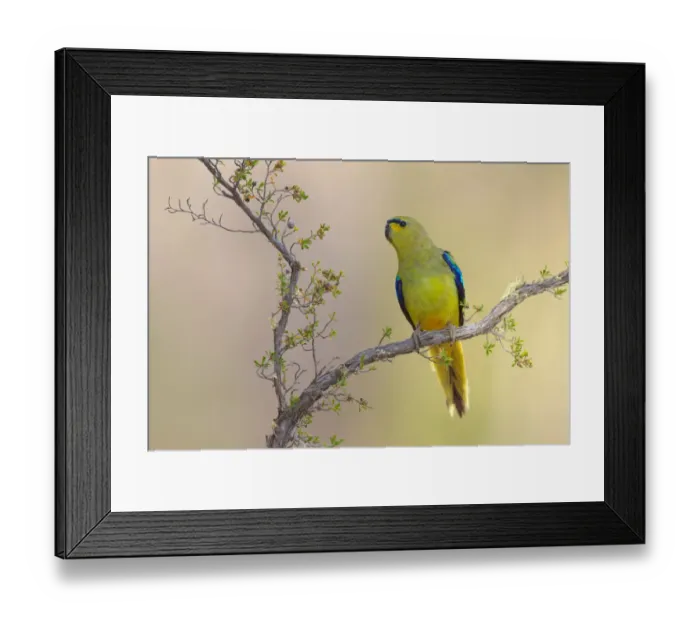 Framed Print : Elegant Parrot (Neophema elegans), Perth, Australia Framed Print : Elegant Parrot (Neophema elegans), Perth, Australia