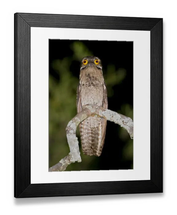 Framed Print : Common Potoo (Nyctibius griseus), Dry Forests, Peru Framed Print : Common Potoo (Nyctibius griseus), Dry Forests, Peru