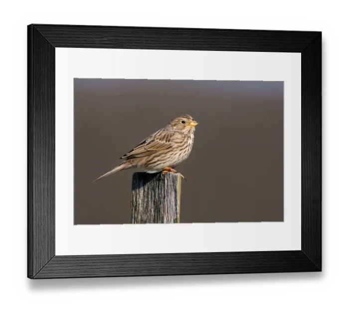 Framed Print : Corn Bunting (Emberiza calandra), Brandenburg, Germany Framed Print : Corn Bunting (Emberiza calandra), Brandenburg, Germany