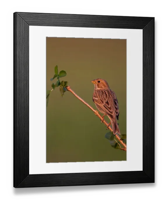 Framed Print : Corn Bunting (Emberiza calandra), Lake Neusiedl, Austria Framed Print : Corn Bunting (Emberiza calandra), Lake Neusiedl, Austria