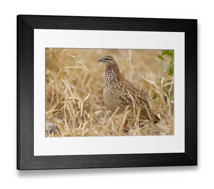 Framed Print : Crested Francolin (Dendroperdix sephaena), Kruger Park, South Africa Framed Print : Crested Francolin (Dendroperdix sephaena), Kruger Park, South Africa