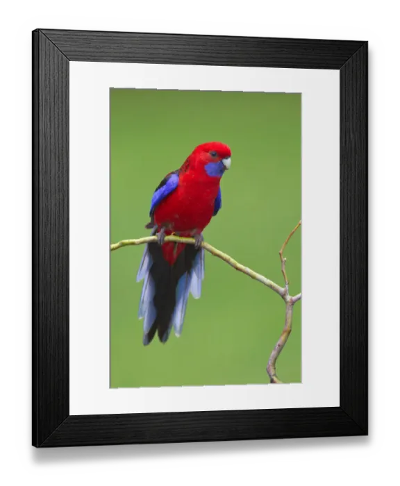 Framed Print : Crimson Rosella (Platycercus elegans), Victoria, Australia Framed Print : Crimson Rosella (Platycercus elegans), Victoria, Australia