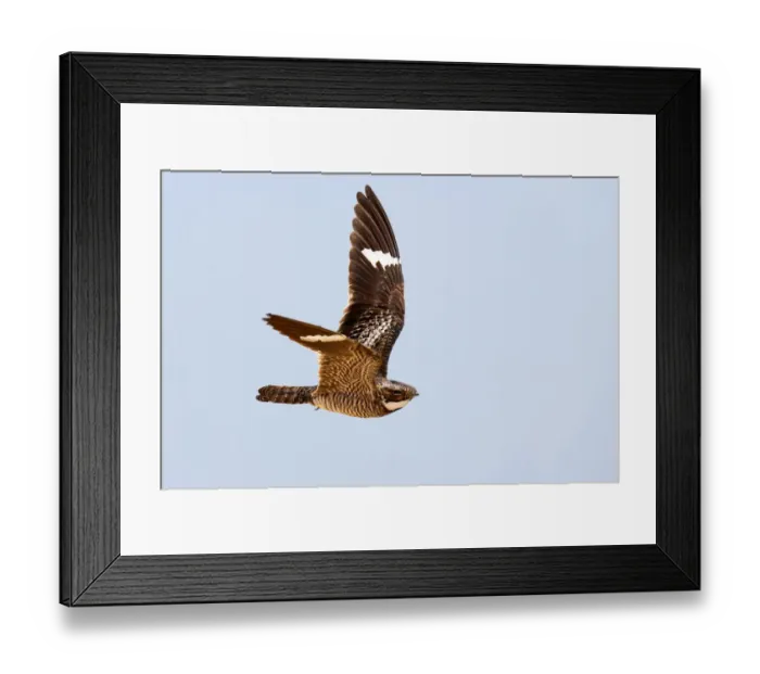 Framed Print : Common Nighthawk (Chordeiles minor) flying, Texas, USA Framed Print : Common Nighthawk (Chordeiles minor) flying, Texas, USA